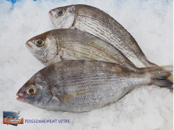 DORADE GRISE 300/500