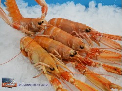 LANGOUSTINE 16/20 GLACEE