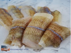 FILET PLIE  200/+  ANE