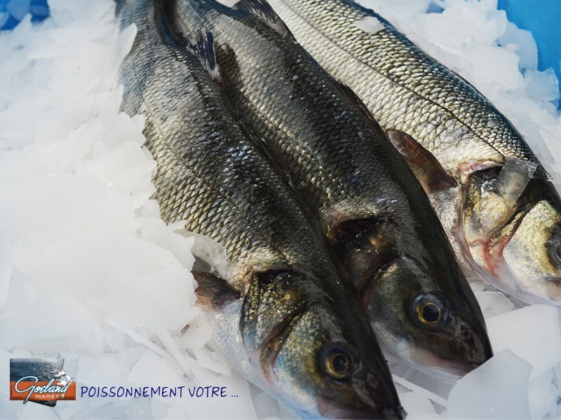 Poissons Elevage — free download