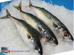 MAQUEREAUX 300/500 GROS CRIEE