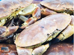 TOURTEAUX CUITS 4/600 FRAIS