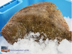TURBOT 300/500 GR