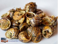 ESCARGOTS GROS LR X 48 PCES