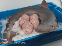 REQUIN (CHIEN DE MER)