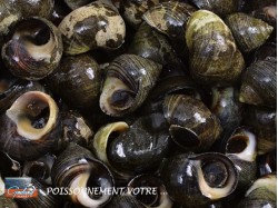 BIGORNEAUX CUITS