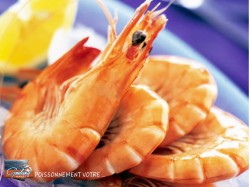 CREVETTES CUITES 10/20...