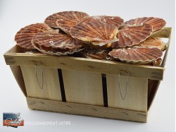 COQUILLES ST JACQUES...
