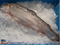 TRUITE DE MER 2/3