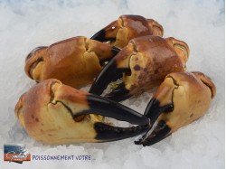 PINCES CRABES FRAICHES EXTRA