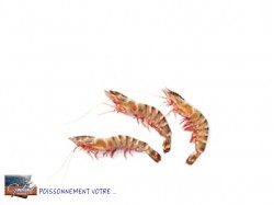 GAMBAS  6/8 BLACK TIGER 750GR*