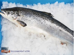 SAUMON ROSE 3/4 SUPERIEUR