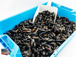 MOULES HOLLANDE EXTRA