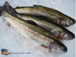 TRUITE ROSE 300/400 VIDEE...