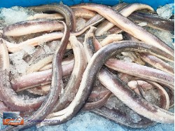 ANGUILLE 100/200 ECORCHEES