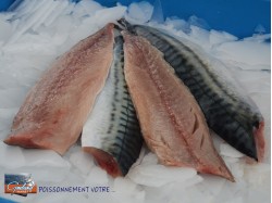 FILET MAQUEREAU AP