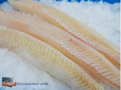 DOS LINGUE BLEUE 300+