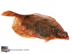 LIMANDE PORTION PT BAT