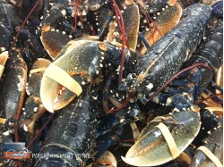 HOMARD BLEU 600/800
