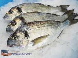 DORADE ROYALE 600/800 GR