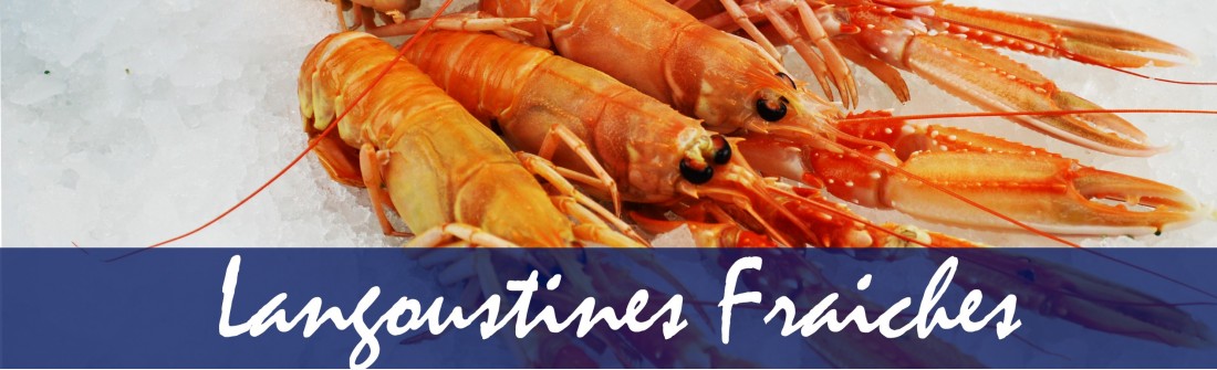 Langoustines Fraiches