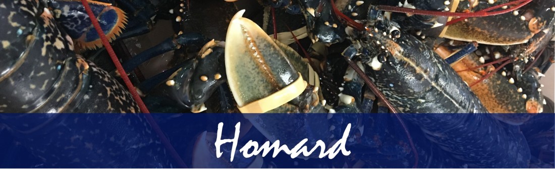 Homard Vivant