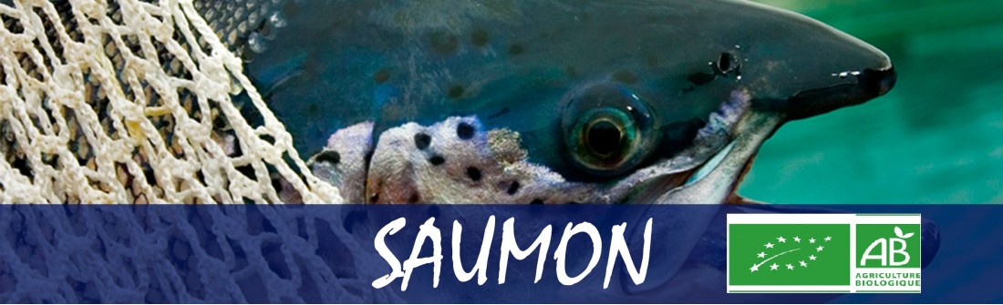 Saumon Bio